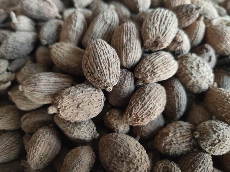 砂仁选新货圆果关书药业批发各种规格中药