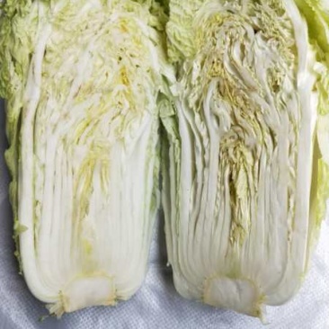 黄芯白菜，加工厂白菜，泡菜厂白菜，半黄芯，大颗菜净菜