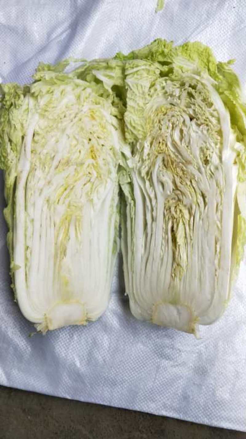 黄芯白菜，加工厂白菜，泡菜厂白菜，半黄芯，大颗菜净菜