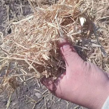 粉碎稻草柔丝稻草克拉斯稻草牛羊饲料