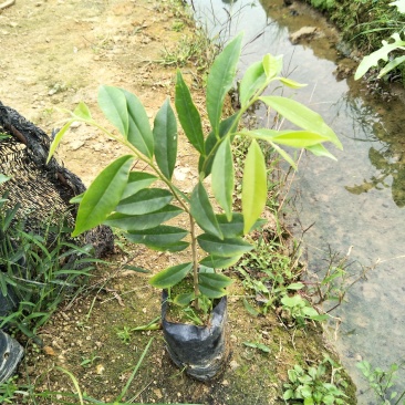 沉香树苗土沉香庭院园林乡土绿化树种苗美观