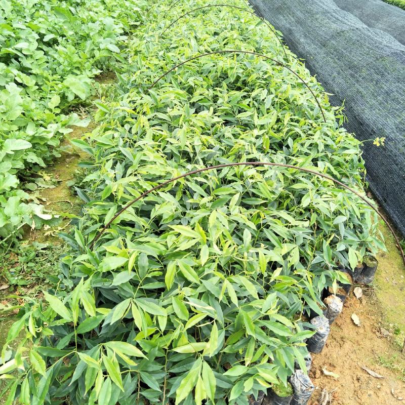 沉香树苗土沉香庭院园林乡土绿化树种苗美观