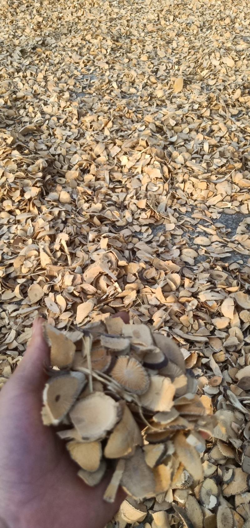 青风藤！小清风藤，切片，统条，可承接大货，，，。。。。，