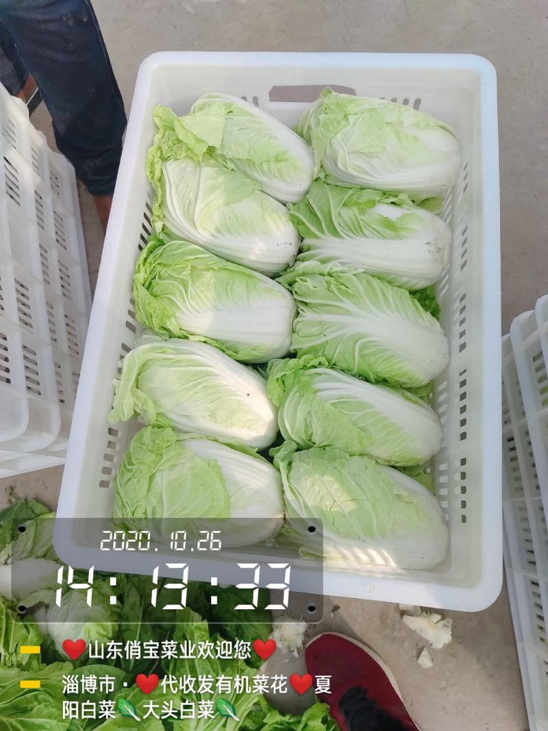 夏阳白菜-热白菜-早熟白菜-小白菜-2-4斤山东淄博高青