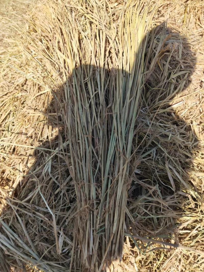 厂家供应柔丝稻草克拉斯粉碎稻草牛羊饲料防沙治土稻草