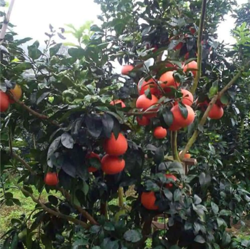 新品种泰国暹罗柚子树苗嫁接南北方可种植包邮