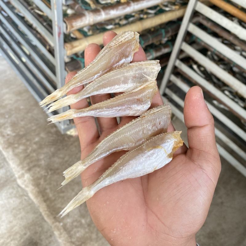 北海特产红娘鱼六角头咸鱼干鱼干