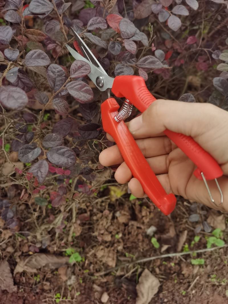 剪枝果树修枝剪刀园艺园林修花枝剪家用花剪剪枝厂家直销