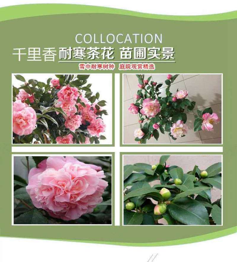 各类茶花別墅，庭院别具花卉