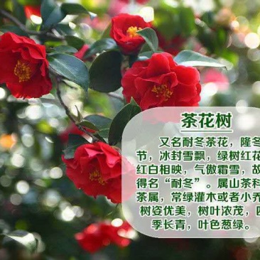 各类茶花別墅，庭院别具花卉