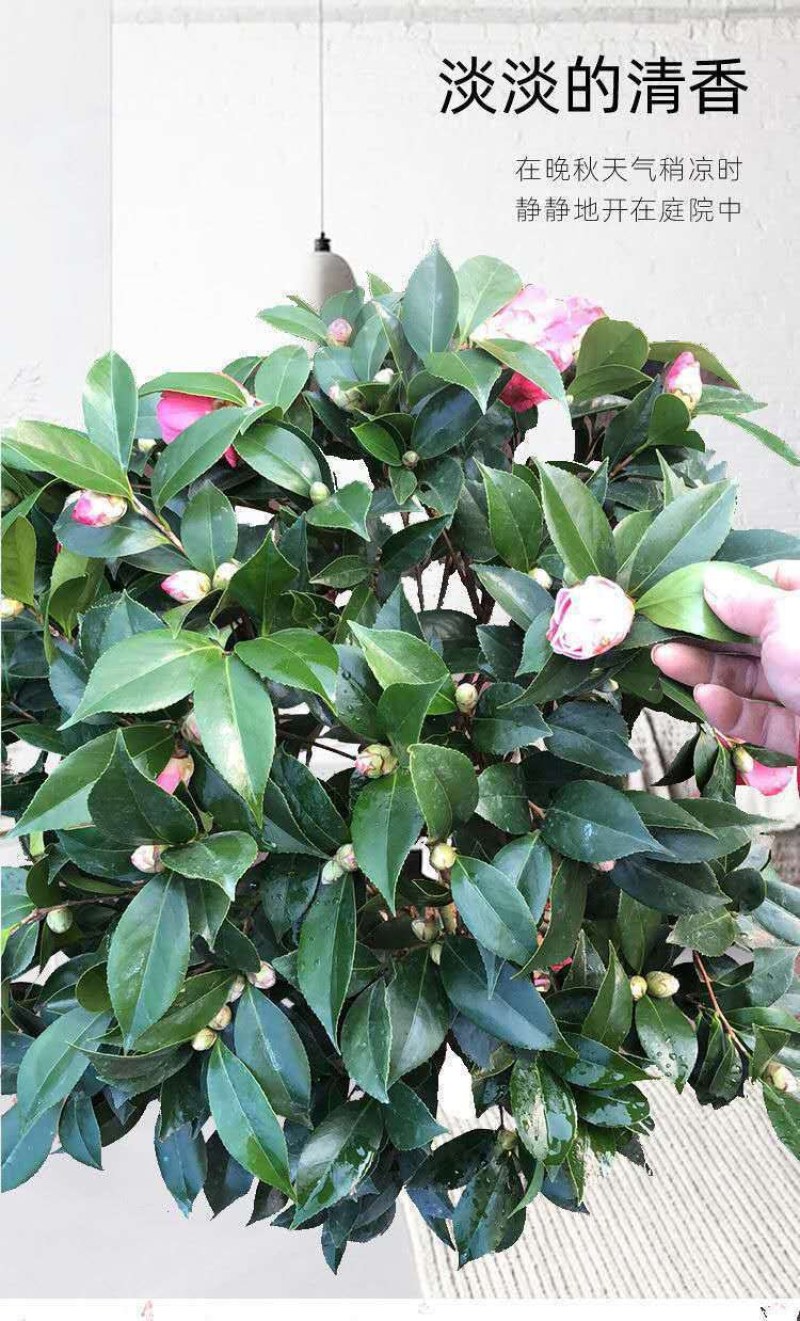各类茶花別墅，庭院别具花卉