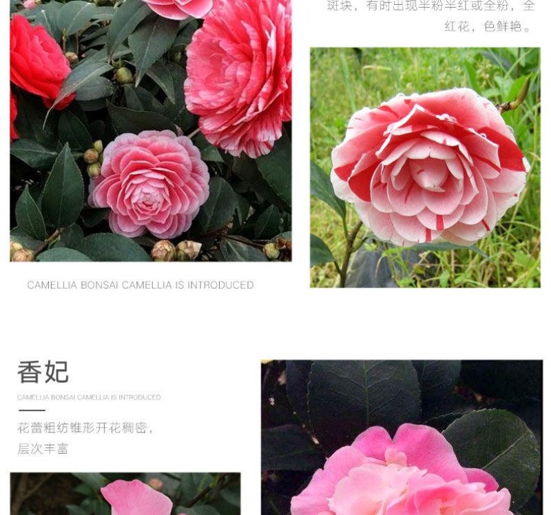 各类茶花別墅，庭院别具花卉