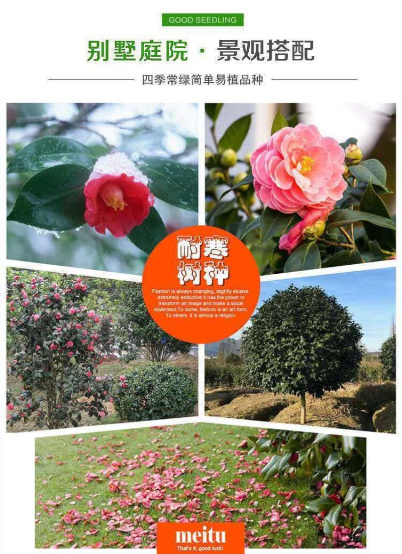各类茶花別墅，庭院别具花卉