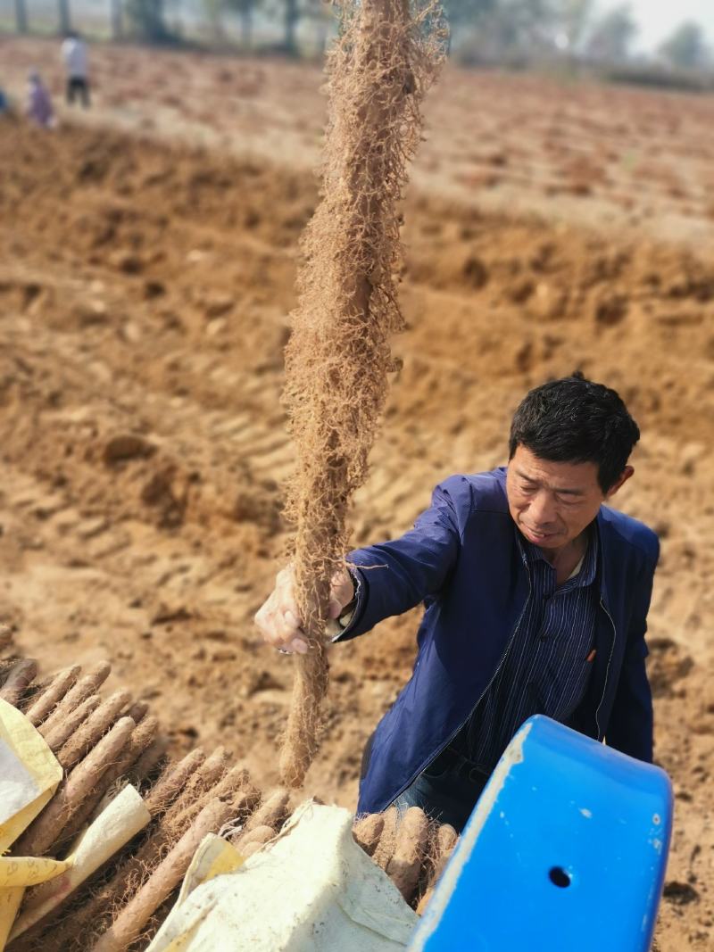 正宗的铁棍山药，面积大，货源充足，一个地方就万亩