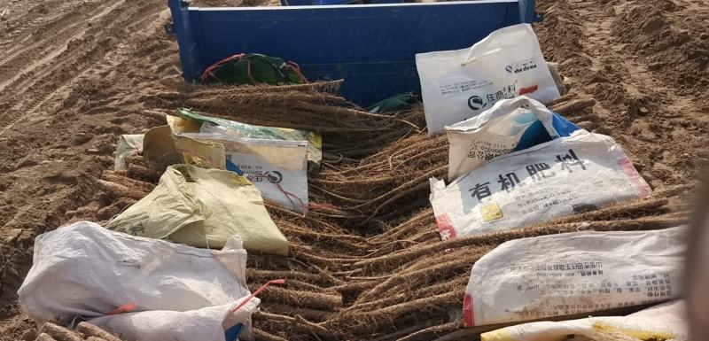 正宗的铁棍山药，面积大，货源充足，一个地方就万亩