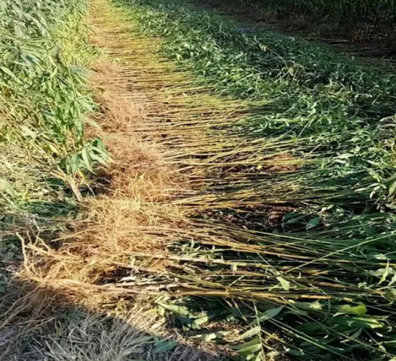 桃树苗蟠桃苗黄金蟠桃苗红蟠桃树苗死苗补发成活率高可签合同