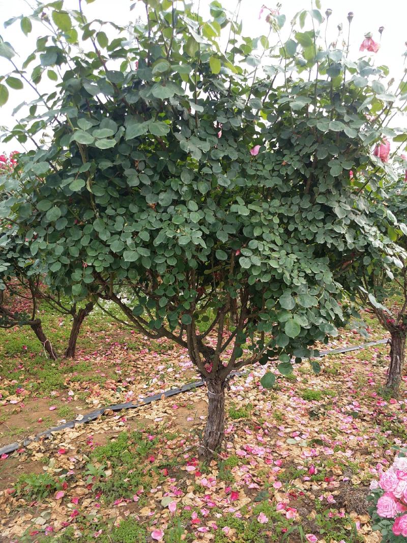 6公分高杆月季月季树树状月季月季基地月季批发