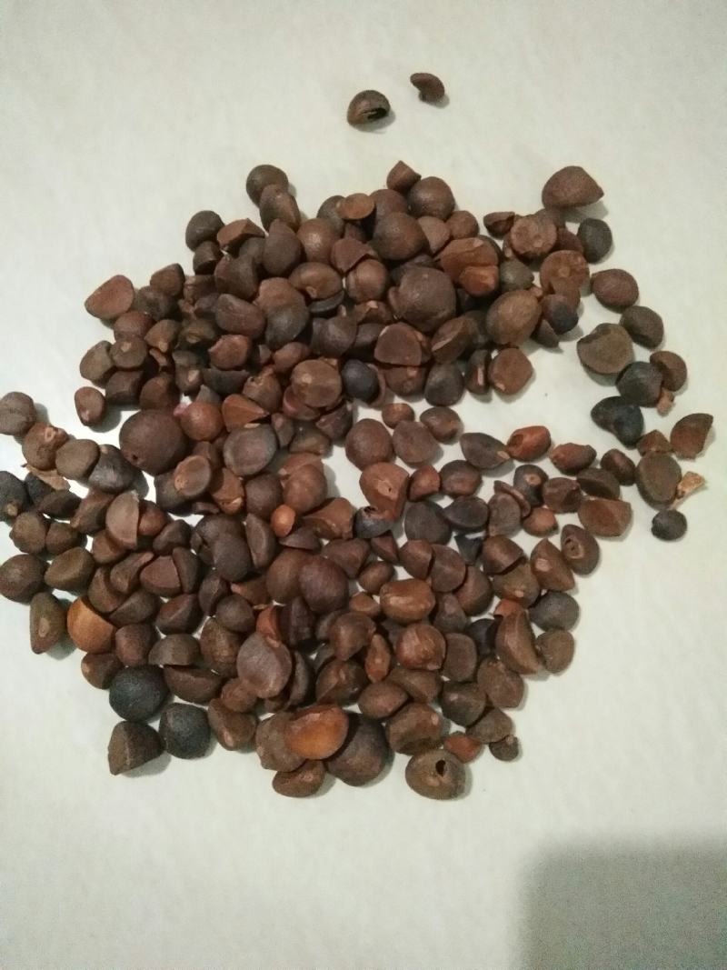 纯手工农作物野生山茶子米