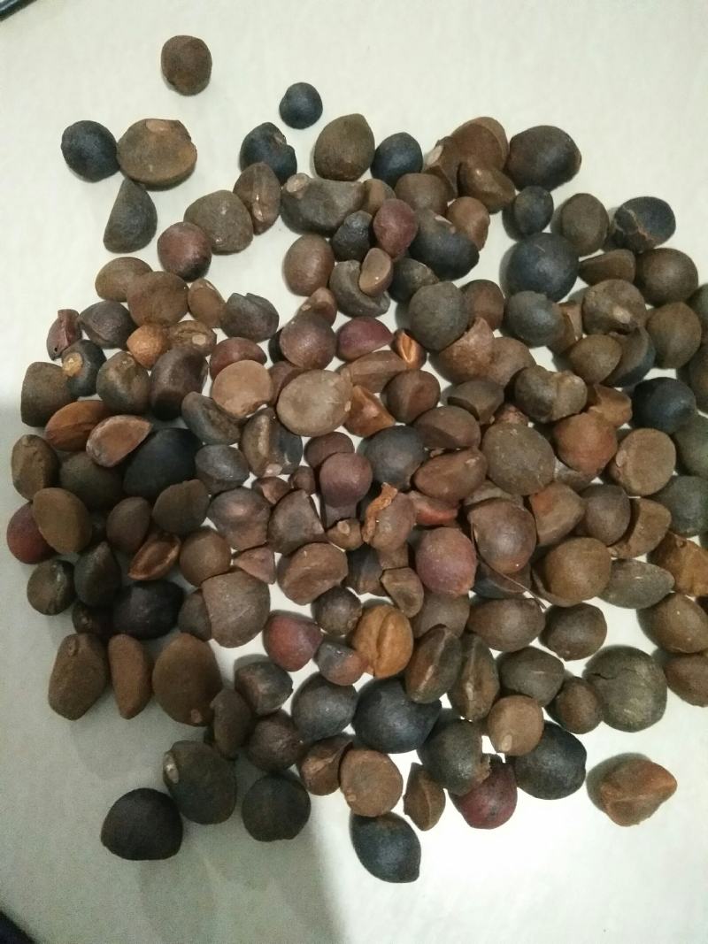 纯手工农作物野生山茶子米