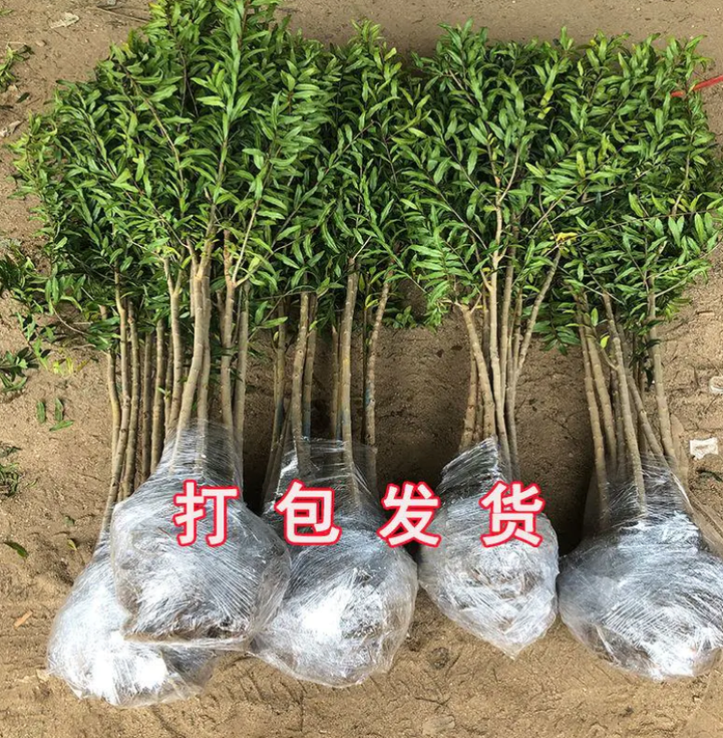 石榴树苗蒙阳红石榴苗原土保湿发苗现挖现发包成活包技术