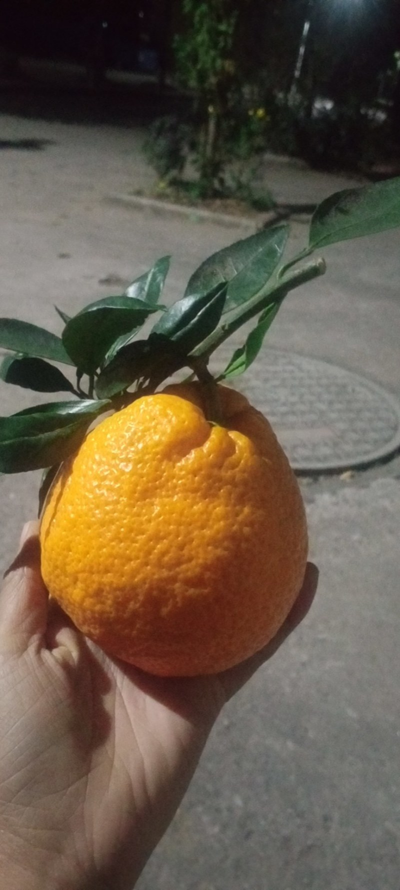 蜜橘丑橘橙子大量上市