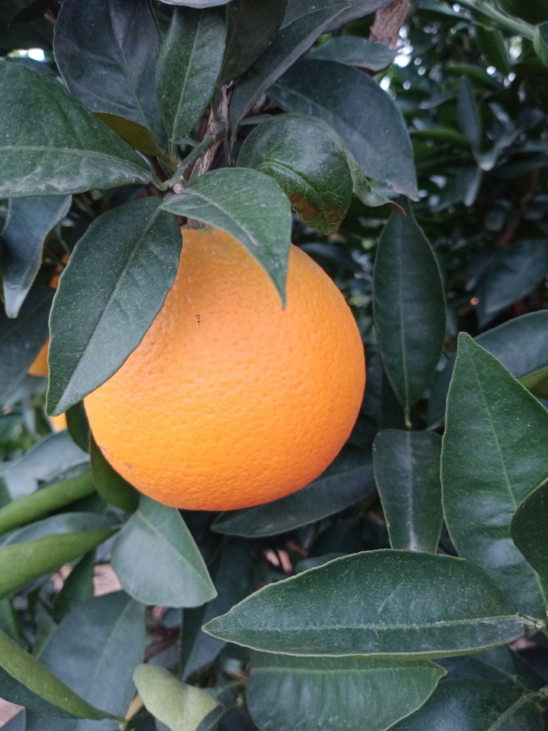 蜜橘丑橘橙子大量上市