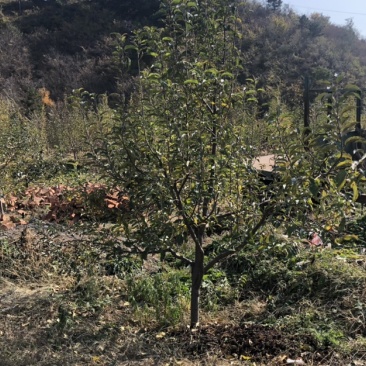 鸡心果树海棠果树苹果树山杏