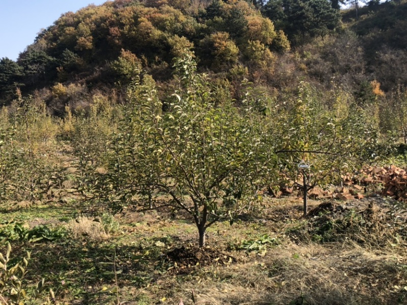 鸡心果树海棠果树苹果树山杏