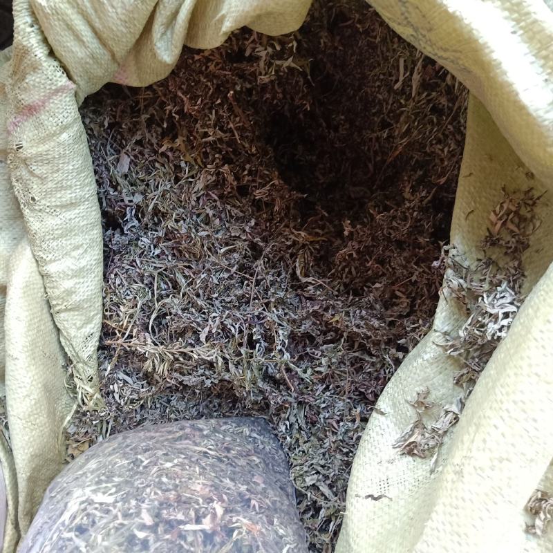 中药材批发广西艾叶有大量货源欢迎选购