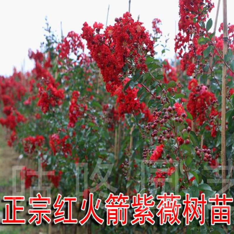小叶紫薇树苗百日红紫薇树苗红火箭紫薇树苗品种1.5到2米