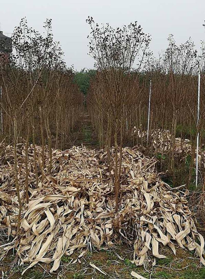 小叶紫薇树苗百日红紫薇树苗红火箭紫薇树苗品种1.5到2米