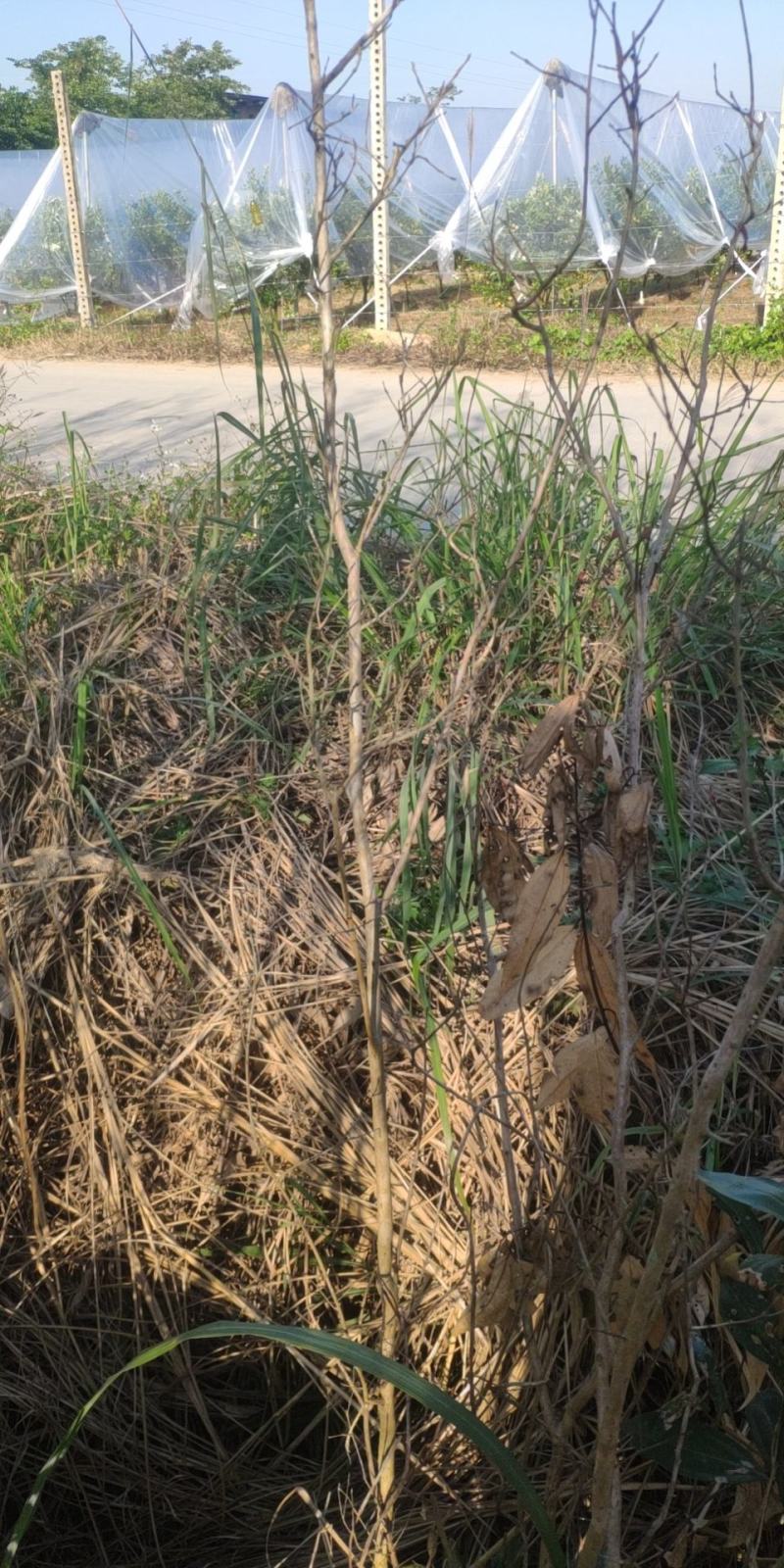 小叶紫薇树苗百日红紫薇树苗红火箭紫薇树苗品种1.5到2米