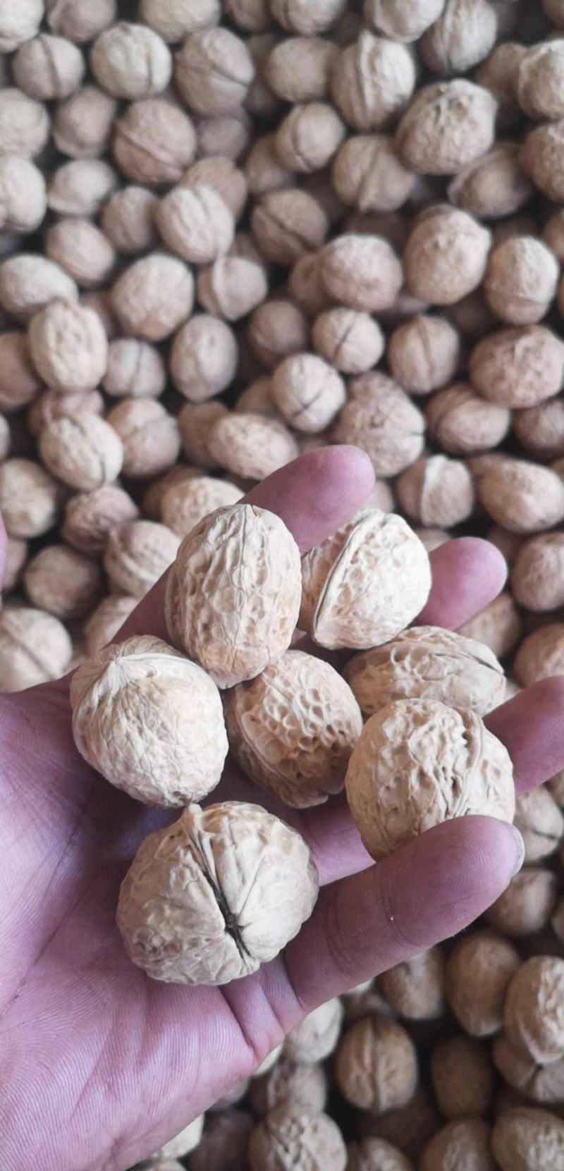 古树核桃泡皮核桃皮薄皮白仁饱满量大代办一件代发