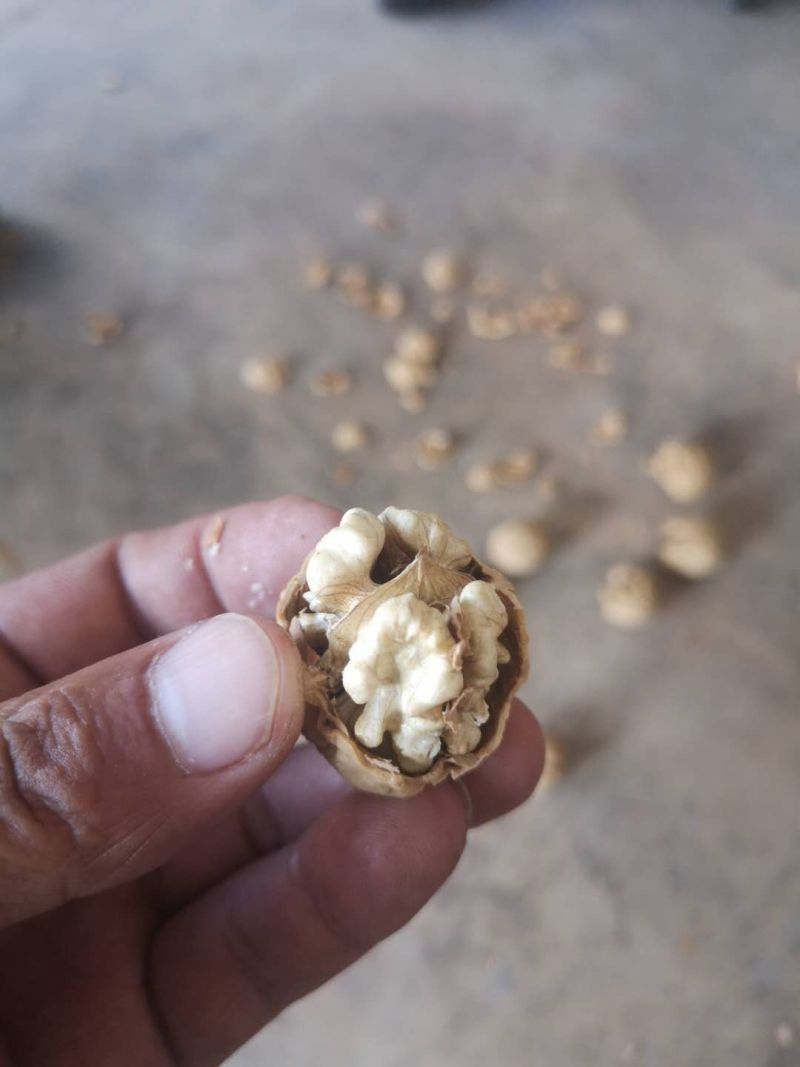 古树核桃泡皮核桃皮薄皮白仁饱满量大代办一件代发