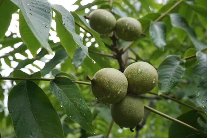 古树核桃泡皮核桃皮薄皮白仁饱满量大代办一件代发