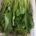 菜心、连州菜心、宁夏菜心、二号菜心基地直供、价格优惠、