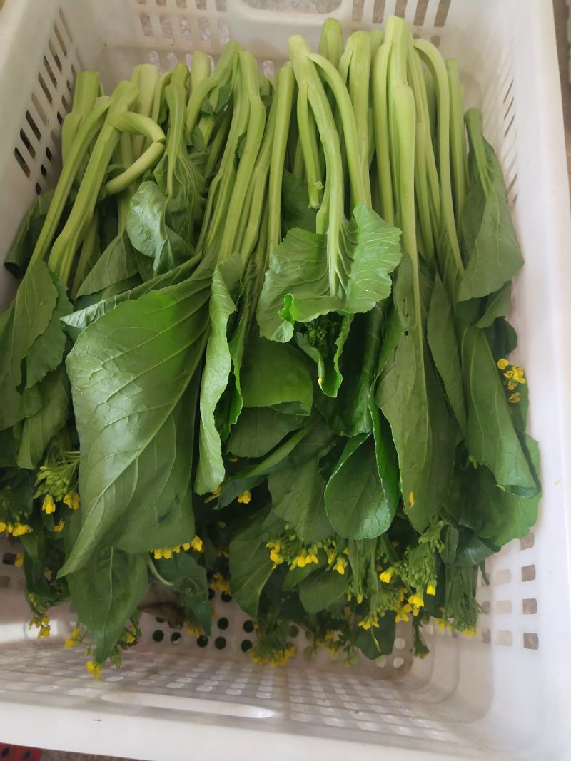 菜心、连州菜心、宁夏菜心、二号菜心基地直供、价格优惠、