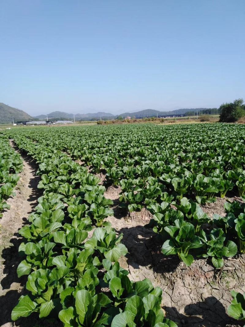菜心、连州菜心、宁夏菜心、二号菜心基地直供、价格优惠、