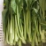 菜心、连州菜心、宁夏菜心、二号菜心基地直供、价格优惠、