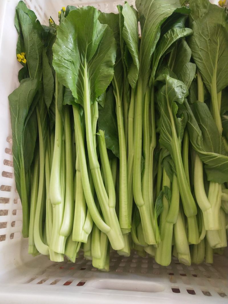 菜心、连州菜心、宁夏菜心、二号菜心基地直供、价格优惠、