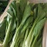 菜心、连州菜心、宁夏菜心、二号菜心基地直供、价格优惠、