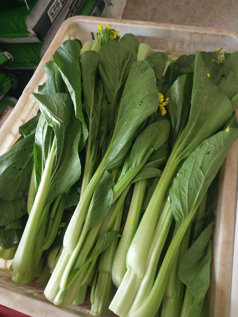 菜心、连州菜心、宁夏菜心、二号菜心基地直供、价格优惠、