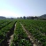 菜心、连州菜心、宁夏菜心、二号菜心基地直供、价格优惠、