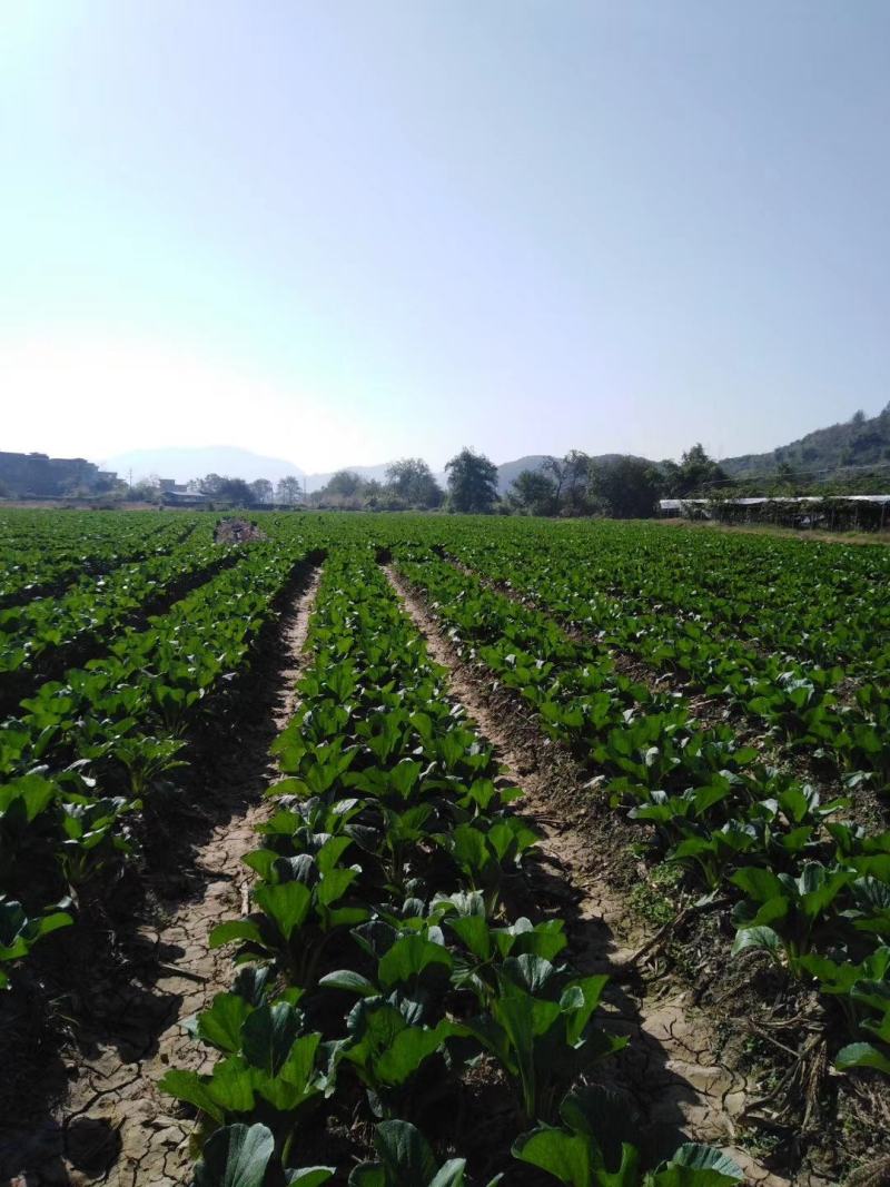 菜心、连州菜心、宁夏菜心、二号菜心基地直供、价格优惠、