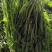 荠菜馅荠菜块新鲜荠菜联系我