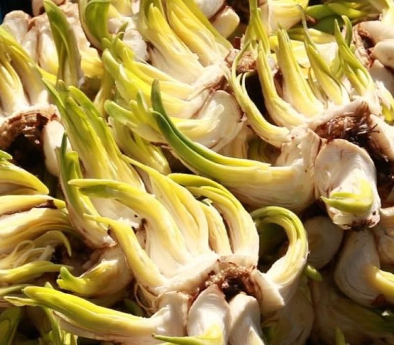 已经雕刻单瓣金盏银台漳州水仙花盆栽阳台绿植好养客厅