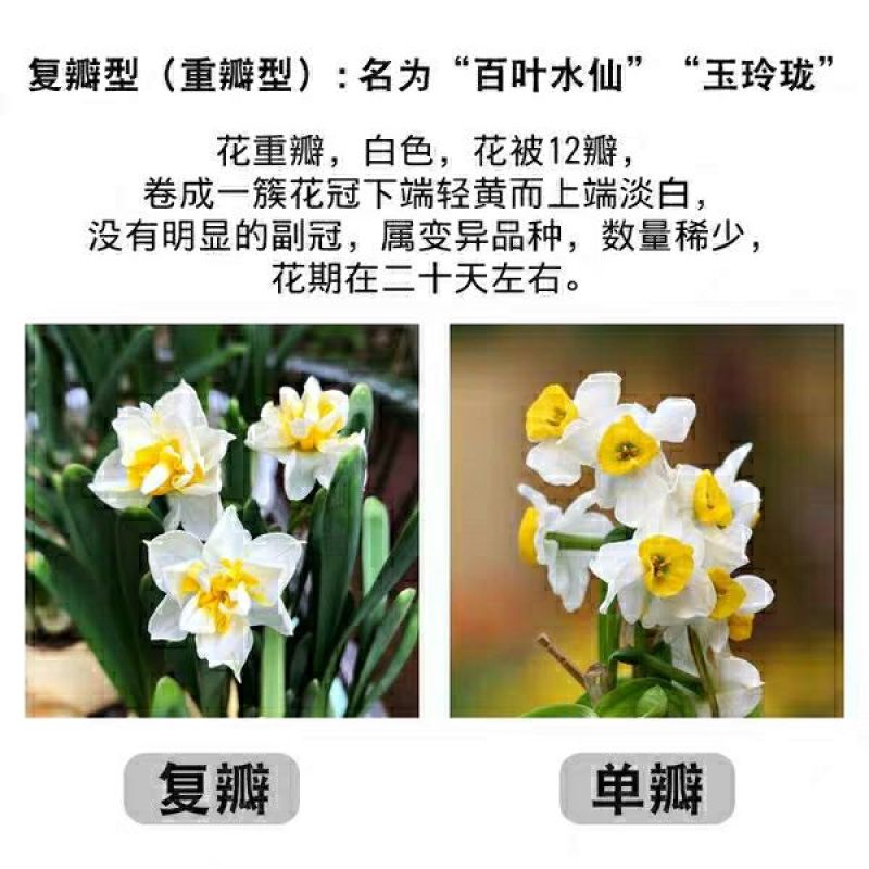 已经雕刻单瓣金盏银台漳州水仙花盆栽阳台绿植好养客厅