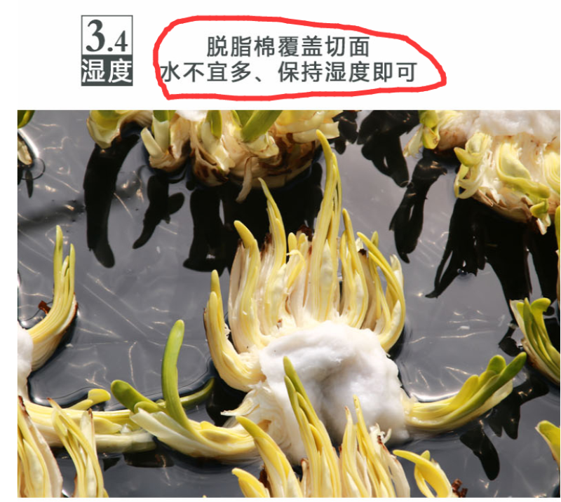 已经雕刻单瓣金盏银台漳州水仙花盆栽阳台绿植好养客厅