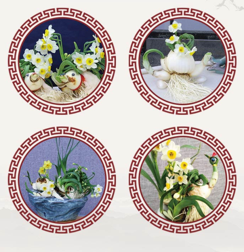 已经雕刻单瓣金盏银台漳州水仙花盆栽阳台绿植好养客厅