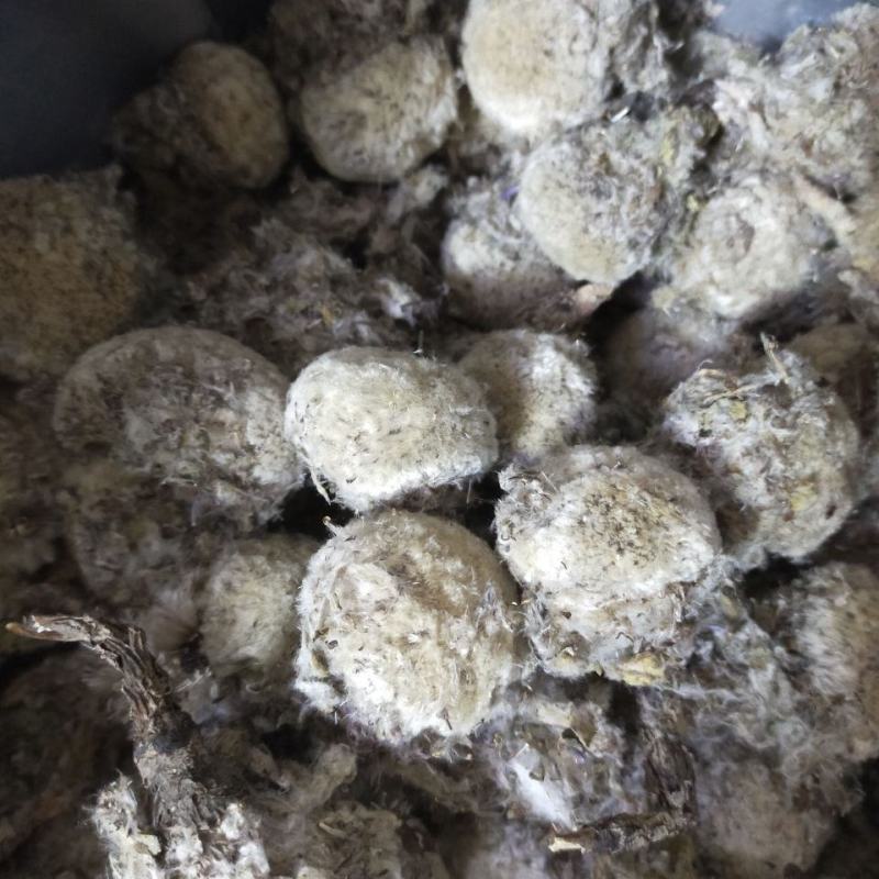 雪莲花藏雪莲批发零售中药材品质保证